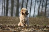 PTIT BASSET GRIFFON V.  054